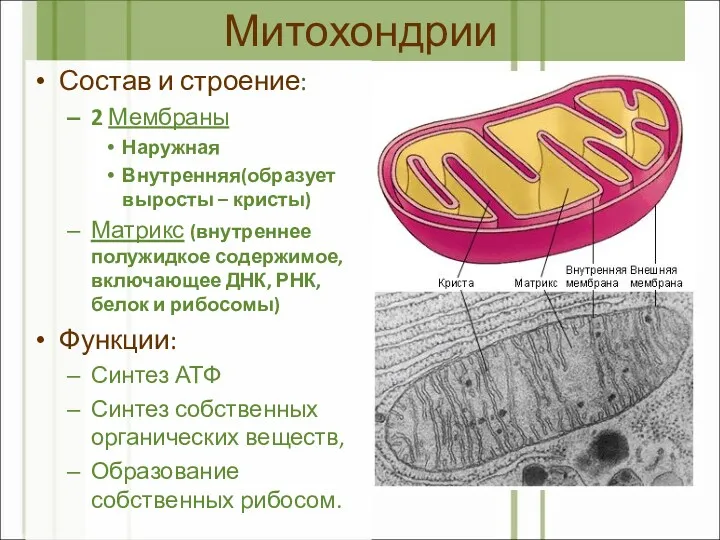 Митохондрии Состав и строение: 2 Мембраны Наружная Внутренняя(образует выросты –