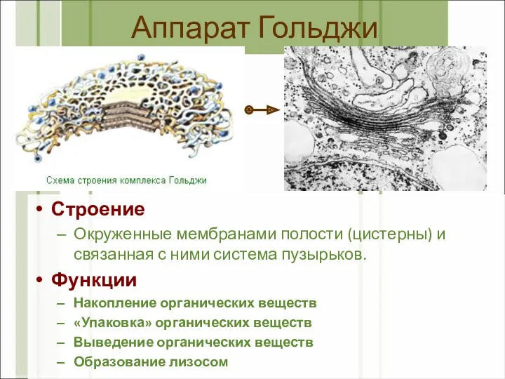 Аппарат Гольджи Строение Окруженные мембранами полости (цистерны) и связанная с