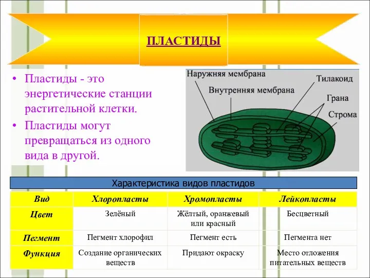 Пластиды - это энергетические станции растительной клетки. Пластиды могут превращаться