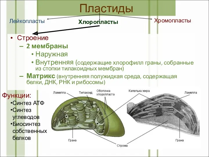 Пластиды Строение 2 мембраны Наружная Внутренняя (содержащие хлорофилл граны, собранные