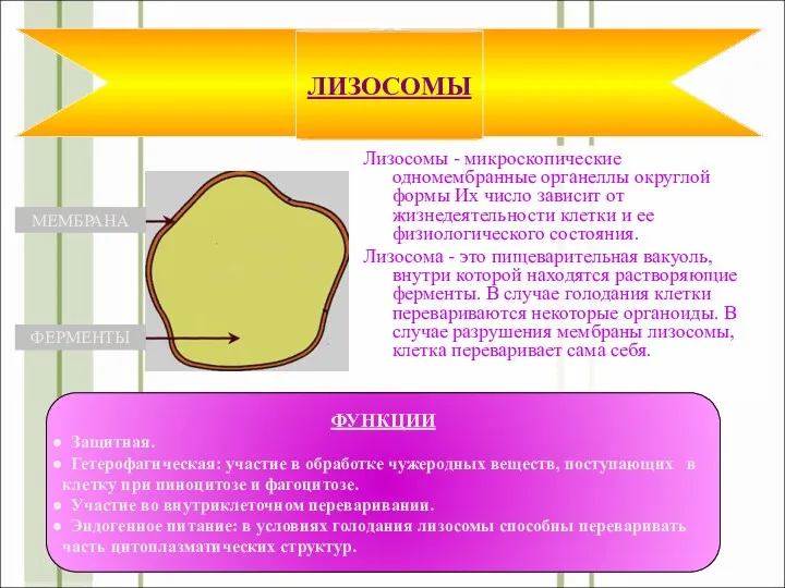 Лизосомы - микроскопические одномембранные органеллы округлой формы Их число зависит