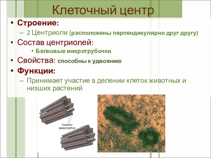 Клеточный центр Строение: 2 Центриоли (расположены перпендикулярно друг другу) Состав