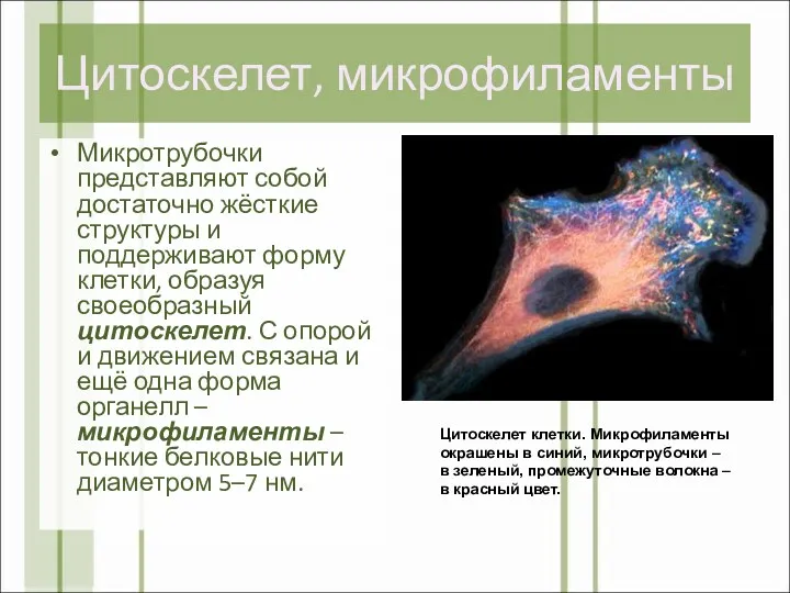 Цитоскелет, микрофиламенты Микротрубочки представляют собой достаточно жёсткие структуры и поддерживают