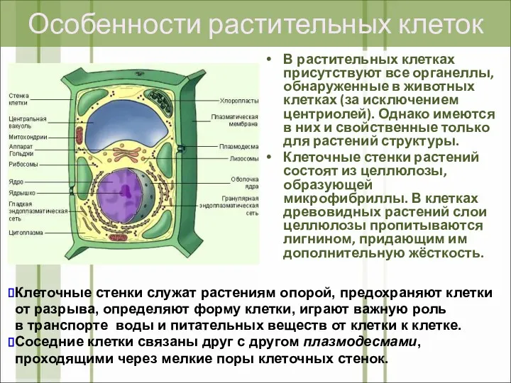 Особенности растительных клеток В растительных клетках присутствуют все органеллы, обнаруженные