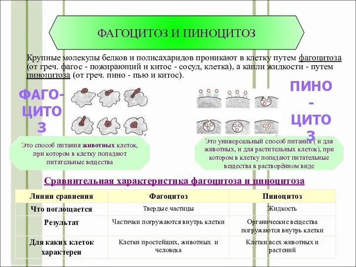 Сравнительная характеристика фагоцитоза и пиноцитоза ФАГОЦИТОЗ И ПИНОЦИТОЗ Крупные молекулы