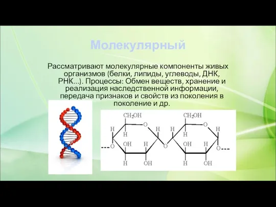 Молекулярный Рассматривают молекулярные компоненты живых организмов (белки, липиды, углеводы, ДНК, РНК...). Процессы: Обмен