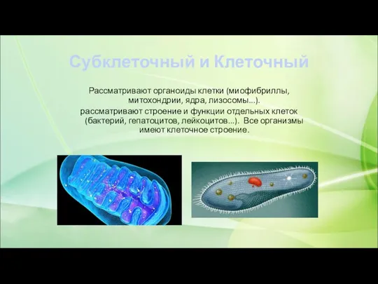 Субклеточный и Клеточный Рассматривают органоиды клетки (миофибриллы, митохондрии, ядра, лизосомы...). рассматривают строение и
