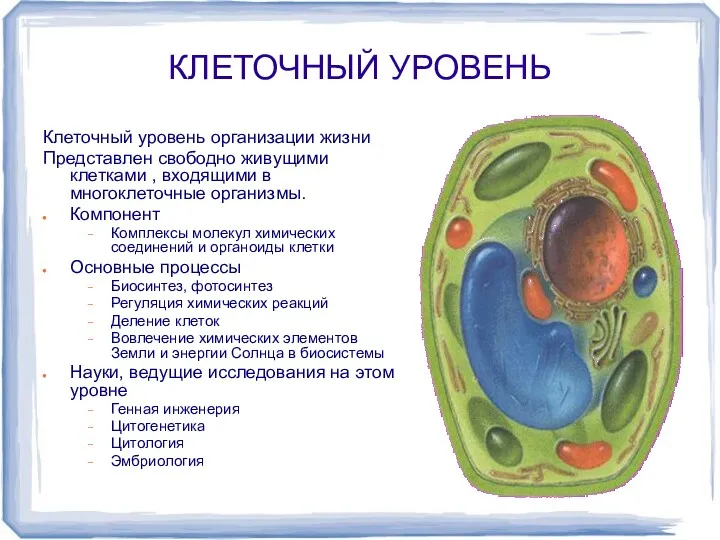 КЛЕТОЧНЫЙ УРОВЕНЬ Клеточный уровень организации жизни Представлен свободно живущими клетками