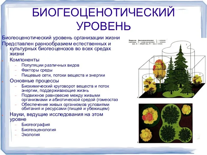 БИОГЕОЦЕНОТИЧЕСКИЙ УРОВЕНЬ Биогеоценотический уровень организации жизни Представлен разнообразием естественных и