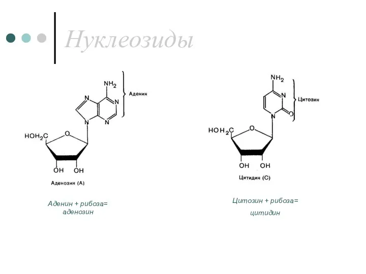 Нуклеозиды Цитозин + рибоза= цитидин Аденин + рибоза= аденозин