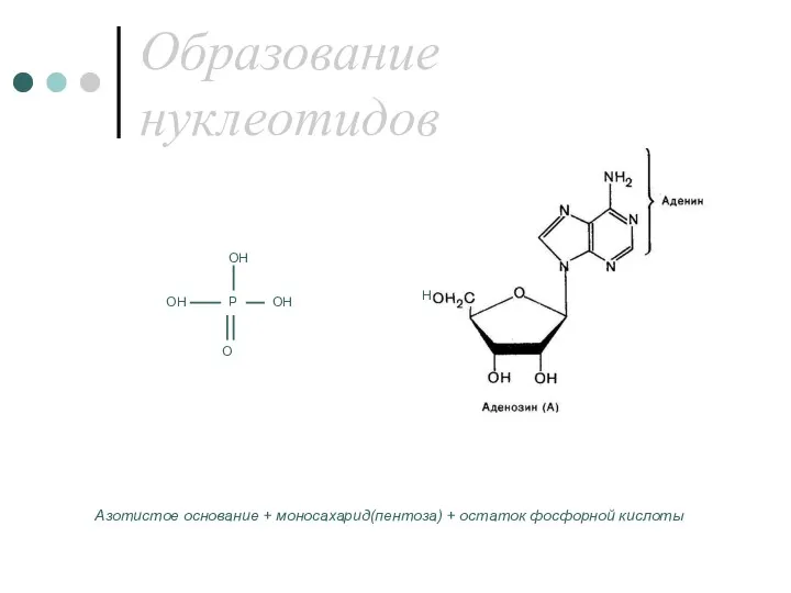 Образование нуклеотидов Азотистое основание + моносахарид(пентоза) + остаток фосфорной кислоты Р ОН ОН