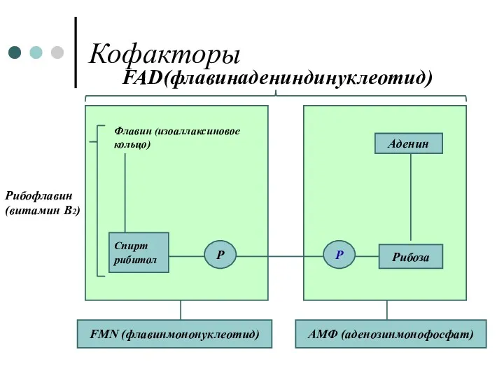 Кофакторы FAD(флавинадениндинуклеотид) Аденин Р Р FMN (флавинмононуклеотид) АМФ (аденозинмонофосфат) Аденин