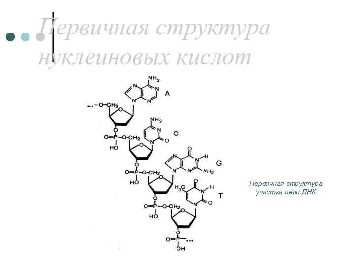 Первичная структура нуклеиновых кислот Первичная структура участка цепи ДНК