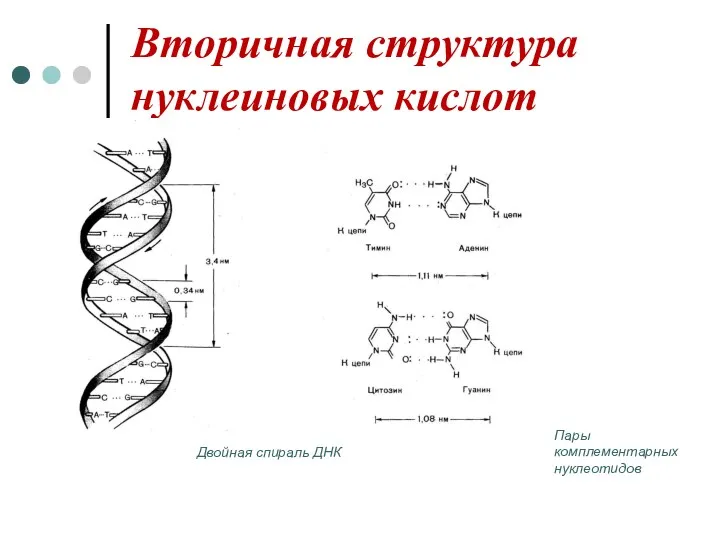 Вторичная структура нуклеиновых кислот Двойная спираль ДНК Пары комплементарных нуклеотидов