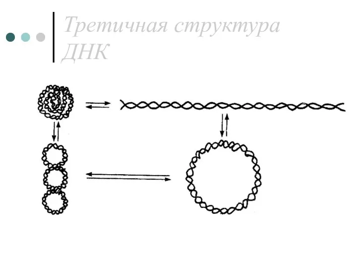 Третичная структура ДНК