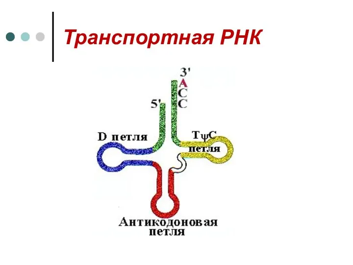 Транспортная РНК