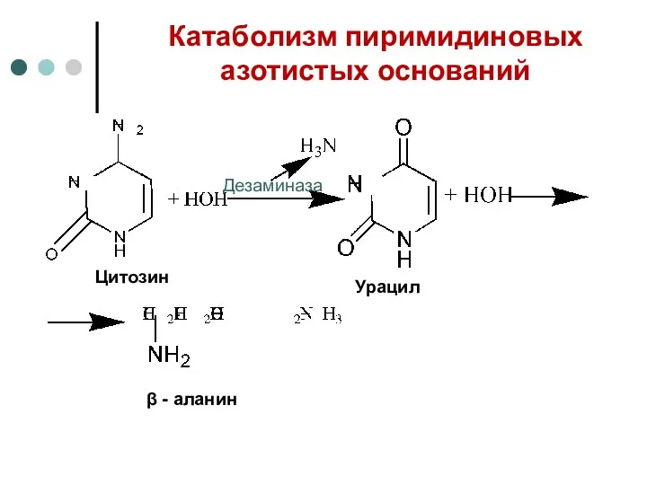 Катаболизм пиримидиновых азотистых оснований Цитозин Урацил β - аланин Дезаминаза