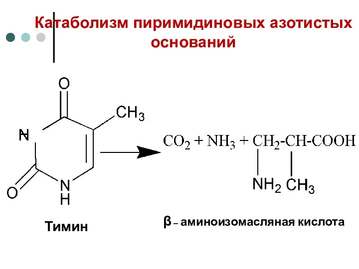 Катаболизм пиримидиновых азотистых оснований Тимин β – аминоизомасляная кислота