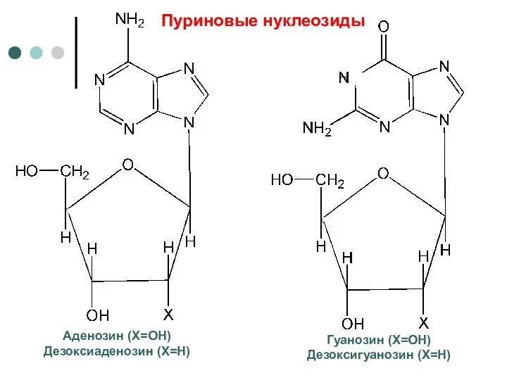 Аденозин (Х=ОН) Дезоксиаденозин (Х=Н) Гуанозин (Х=ОН) Дезоксигуанозин (Х=Н) Пуриновые нуклеозиды
