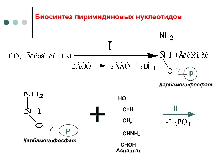 Биосинтез пиримидиновых нуклеотидов Р Карбамоилфосфат с II Аспартат