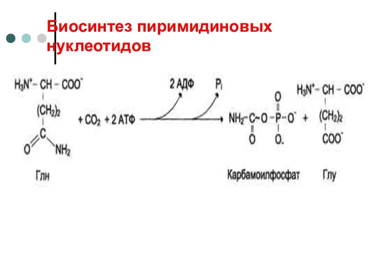 Биосинтез пиримидиновых нуклеотидов