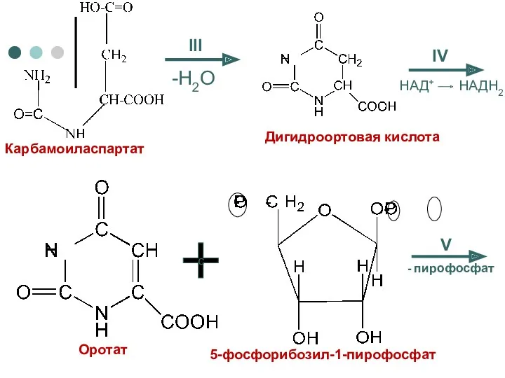 III -H2O IV НАД+ НАДН2 Карбамоиласпартат Дигидроортовая кислота Оротат с 5-фосфорибозил-1-пирофосфат V - пирофосфат