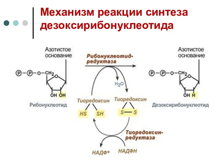 Механизм реакции синтеза дезоксирибонуклеотида