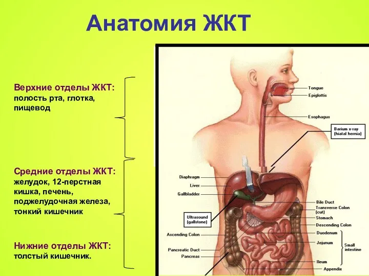 Анатомия ЖКТ Верхние отделы ЖКТ: полость рта, глотка, пищевод Средние