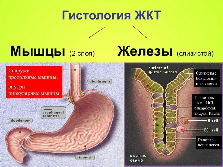 Мышцы (2 слоя) Железы (слизистой) Гистология ЖКТ Главные – пепсиноген