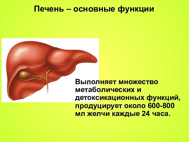 Печень – основные функции Выполняет множество метаболических и детоксикационных функций,