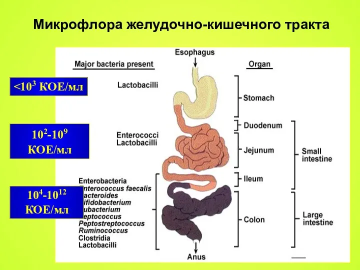 102-109 КОЕ/мл 104-1012 КОЕ/мл Микрофлора желудочно-кишечного тракта