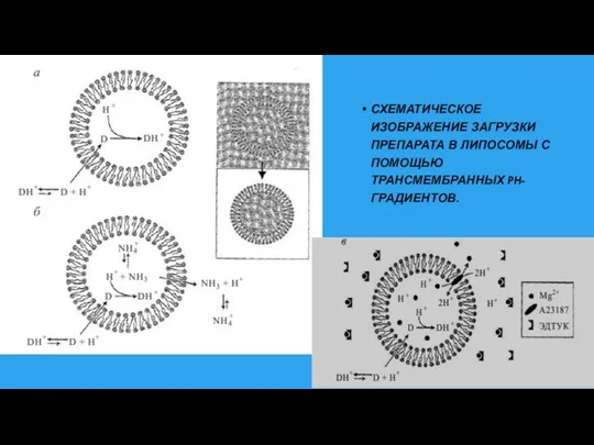 СХЕМАТИЧЕСКОЕ ИЗОБРАЖЕНИЕ ЗАГРУЗКИ ПРЕПАРАТА В ЛИПОСОМЫ С ПОМОЩЬЮ ТРАНСМЕМБРАННЫХ PH-ГРАДИЕНТОВ.