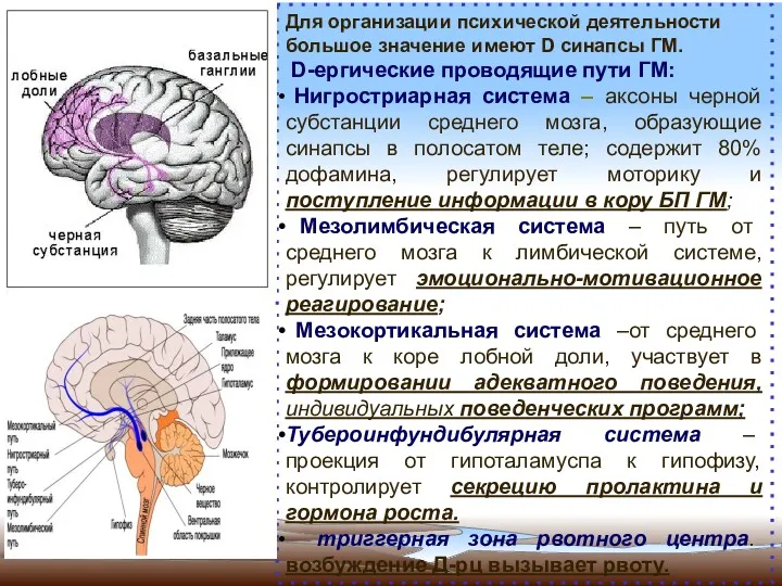 Для организации психической деятельности большое значение имеют D синапсы ГМ.