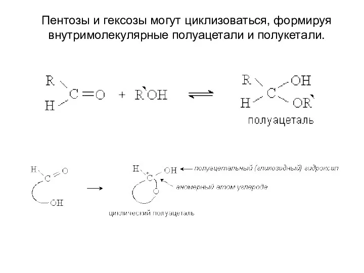 Пентозы и гексозы могут циклизоваться, формируя внутримолекулярные полуацетали и полукетали.