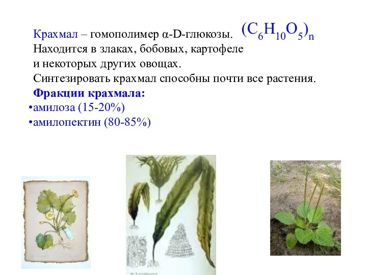 Крахмал – гомополимер α-D-глюкозы. Находится в злаках, бобовых, картофеле и