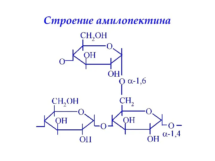 Строение амилопектина