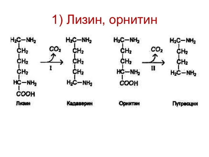 1) Лизин, орнитин