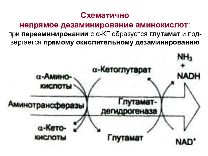 Схематично непрямое дезаминирование аминокислот: при переаминировании с α-КГ образуется глутамат и под- вергается прямому окислительному дезаминированию