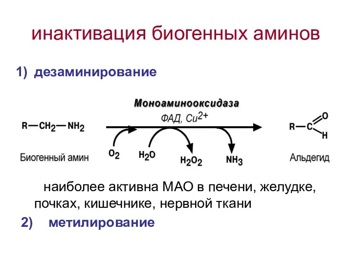 инактивация биогенных аминов дезаминирование наиболее активна МАО в печени, желудке, почках, кишечнике, нервной ткани 2) метилирование