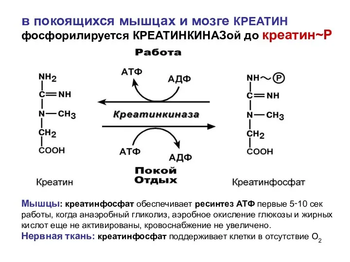 в покоящихся мышцах и мозге КРЕАТИН фосфорилируется КРЕАТИНКИНАЗой до креатин~Р