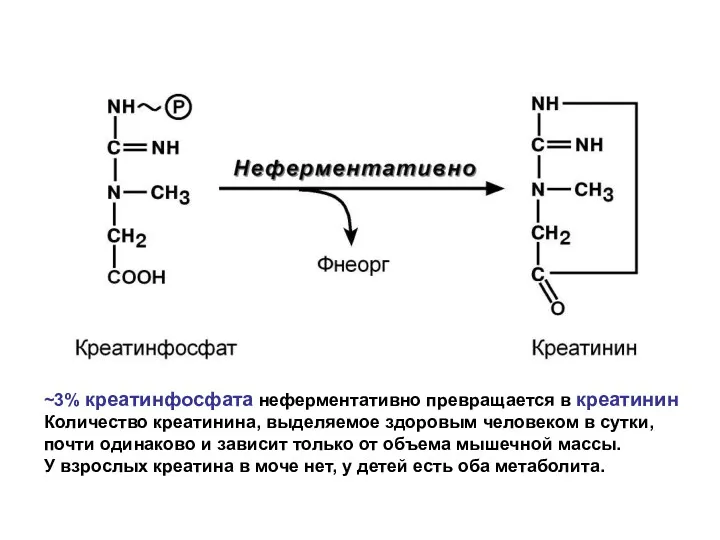 ~3% креатинфосфата неферментативно превращается в креатинин Количество креатинина, выделяемое здоровым