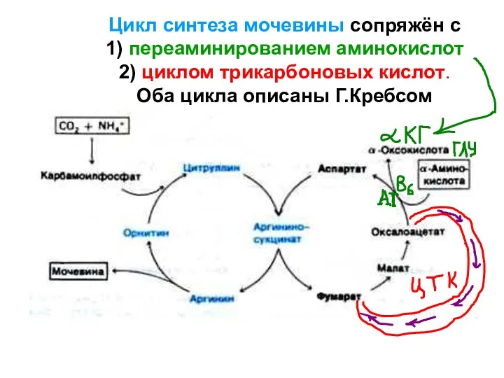 Цикл синтеза мочевины сопряжён с 1) переаминированием аминокислот 2) циклом трикарбоновых кислот. Оба цикла описаны Г.Кребсом