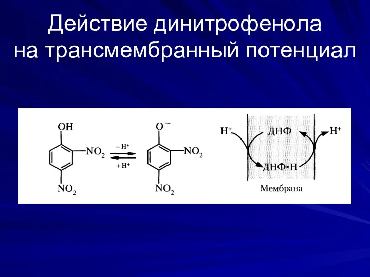 Действие динитрофенола на трансмембранный потенциал