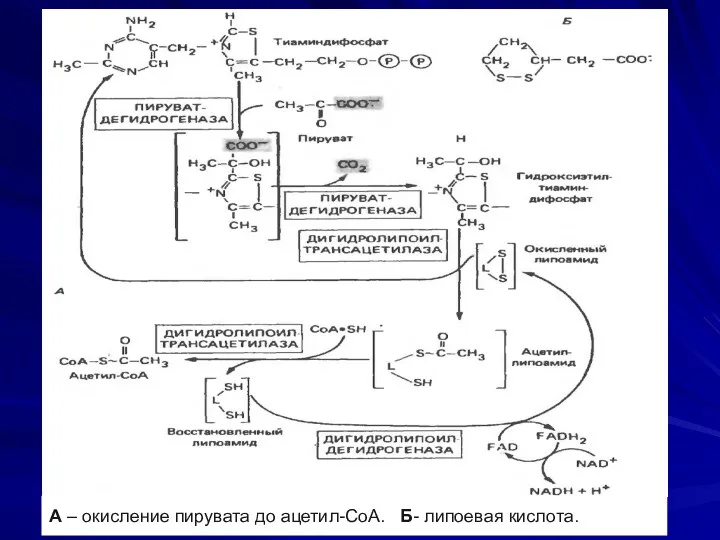 А – окисление пирувата до ацетил-СоА. Б- липоевая кислота.