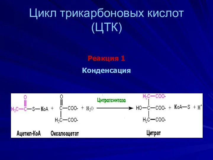 Цикл трикарбоновых кислот (ЦТК) Реакция 1 Конденсация