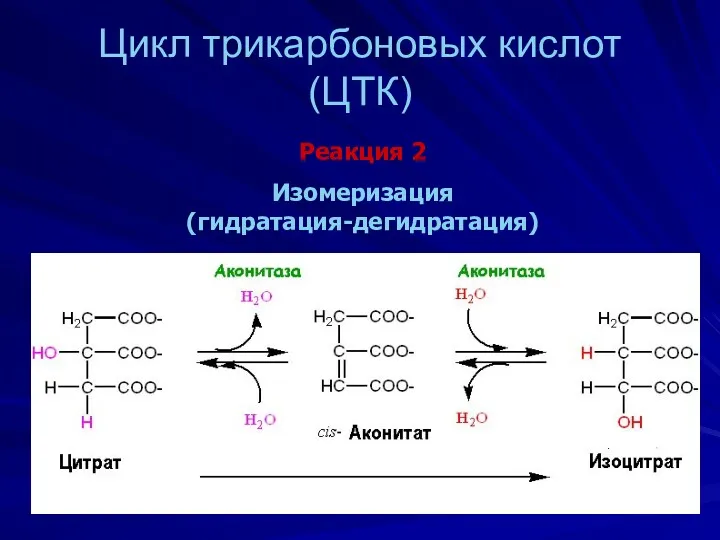 Цикл трикарбоновых кислот (ЦТК) Реакция 2 Изомеризация (гидратация-дегидратация)