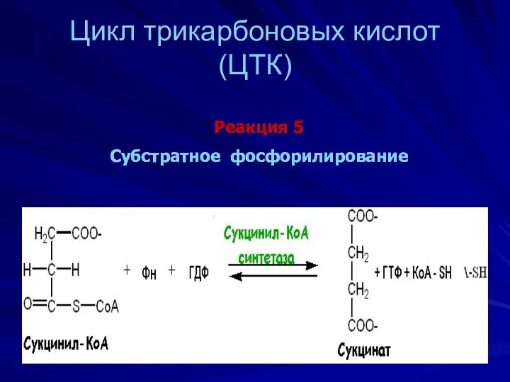 Цикл трикарбоновых кислот (ЦТК) Реакция 5 Субстратное фосфорилирование Реакция 5 Субстратное фосфорилирование