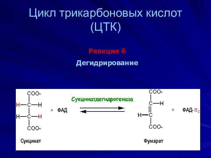 Цикл трикарбоновых кислот (ЦТК) Реакция 6 Дегидрирование