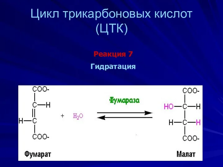 Цикл трикарбоновых кислот (ЦТК) Реакция 7 Гидратация