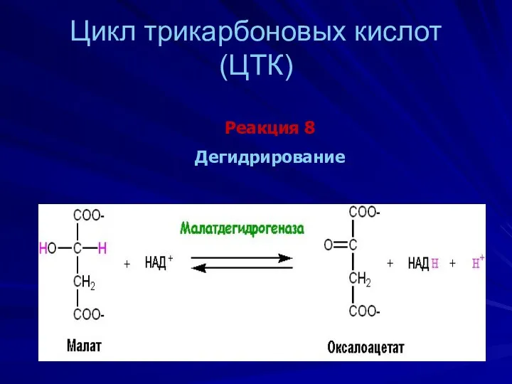 Цикл трикарбоновых кислот (ЦТК) Реакция 8 Дегидрирование